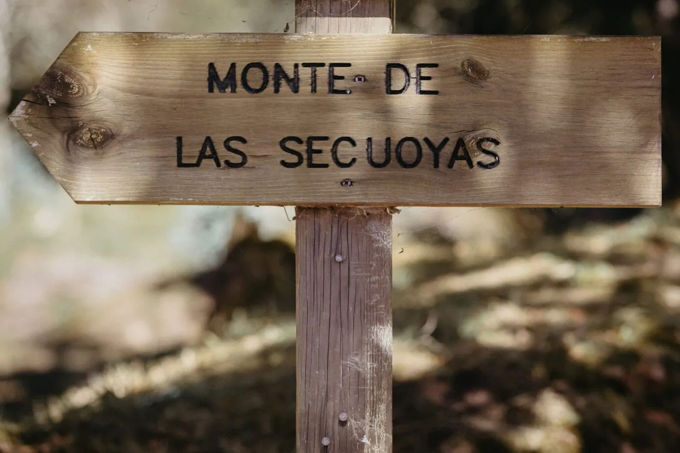 posboda bosque secuoyas cantabria luces sombras fotoarte c ()