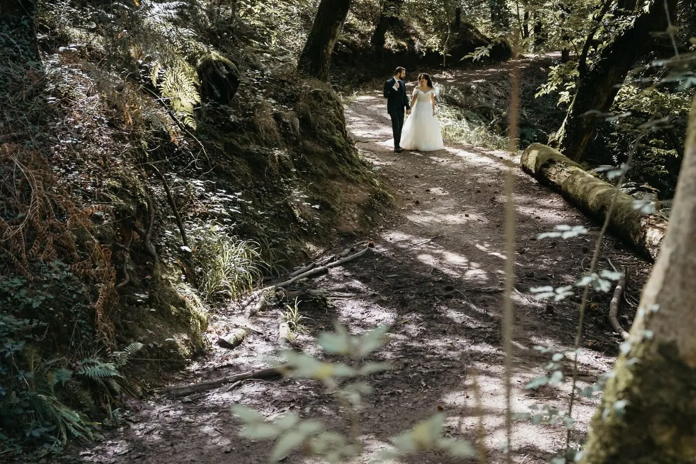 posboda bosque secuoyas cantabria luces sombras fotoarte c ()